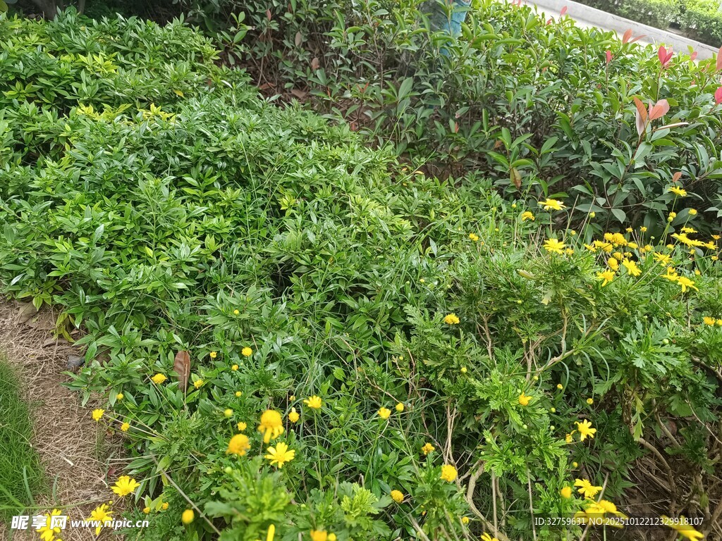 田园小径旁的繁茂绿植