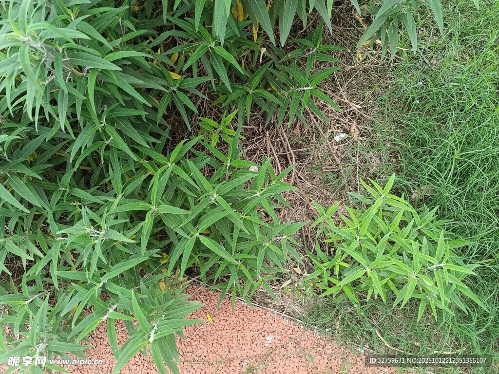 地面上的绿色植物