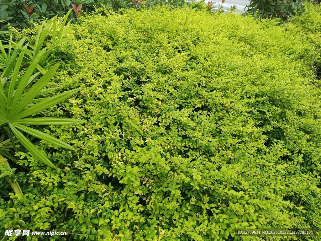 翠绿繁茂的绿植景观