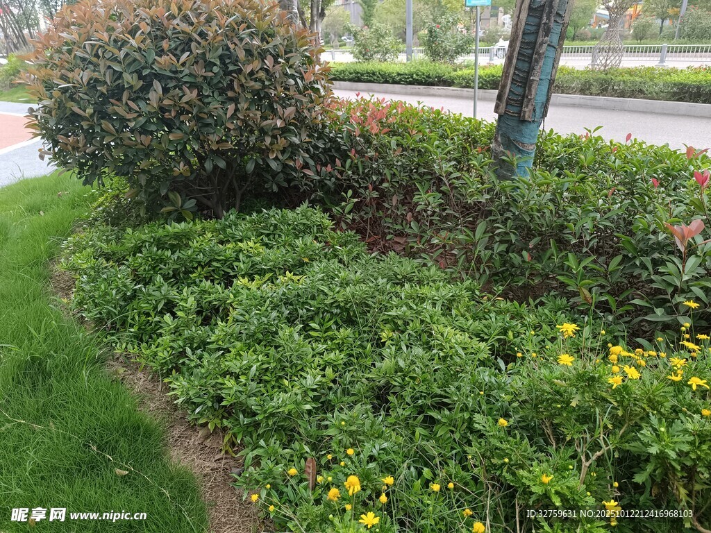 路边多彩绿植景观