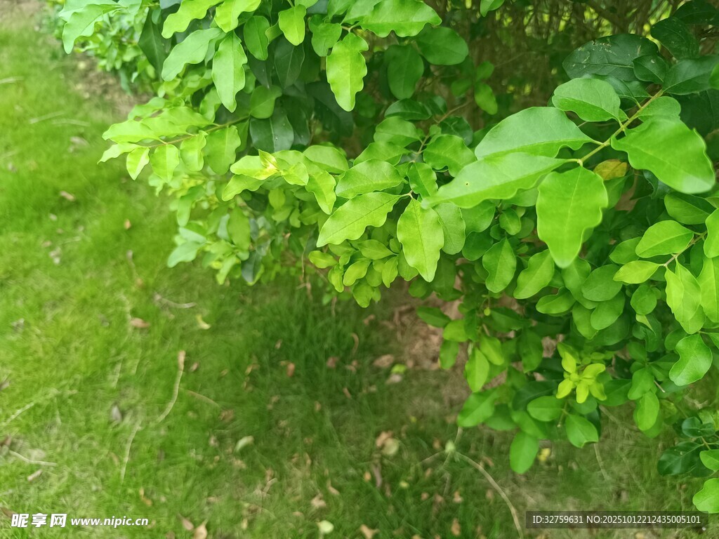 翠绿繁茂的植物景观
