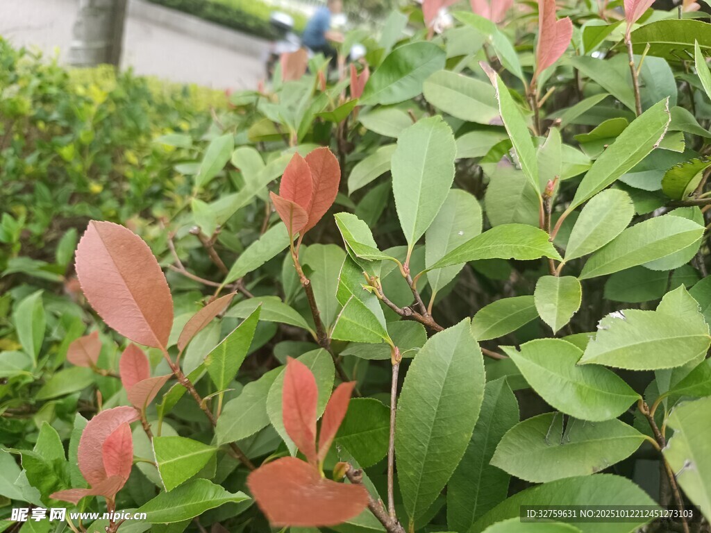 红叶绿叶交织的植物景观