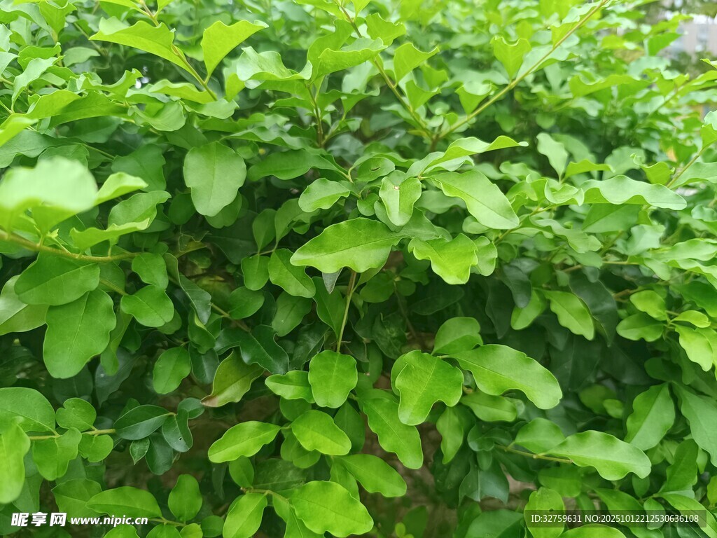 翠绿繁茂的绿植墙