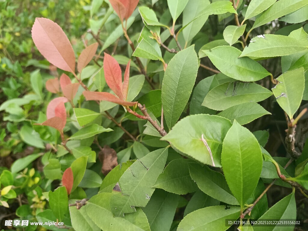 红绿相间的植物枝叶
