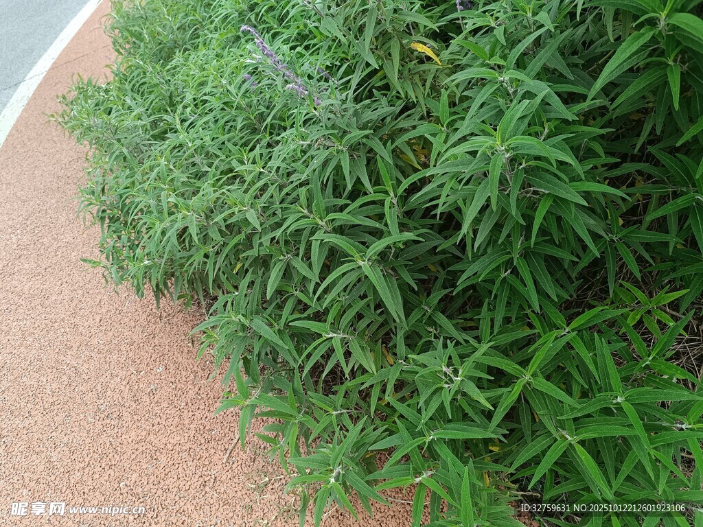 路边茂盛的绿色草丛