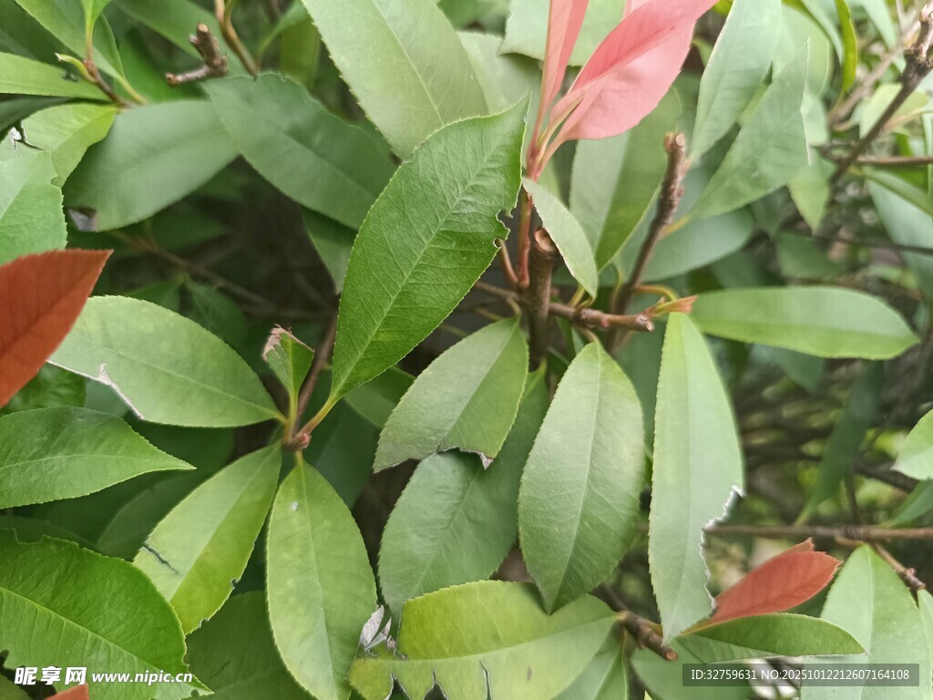 绿叶红边植物特写