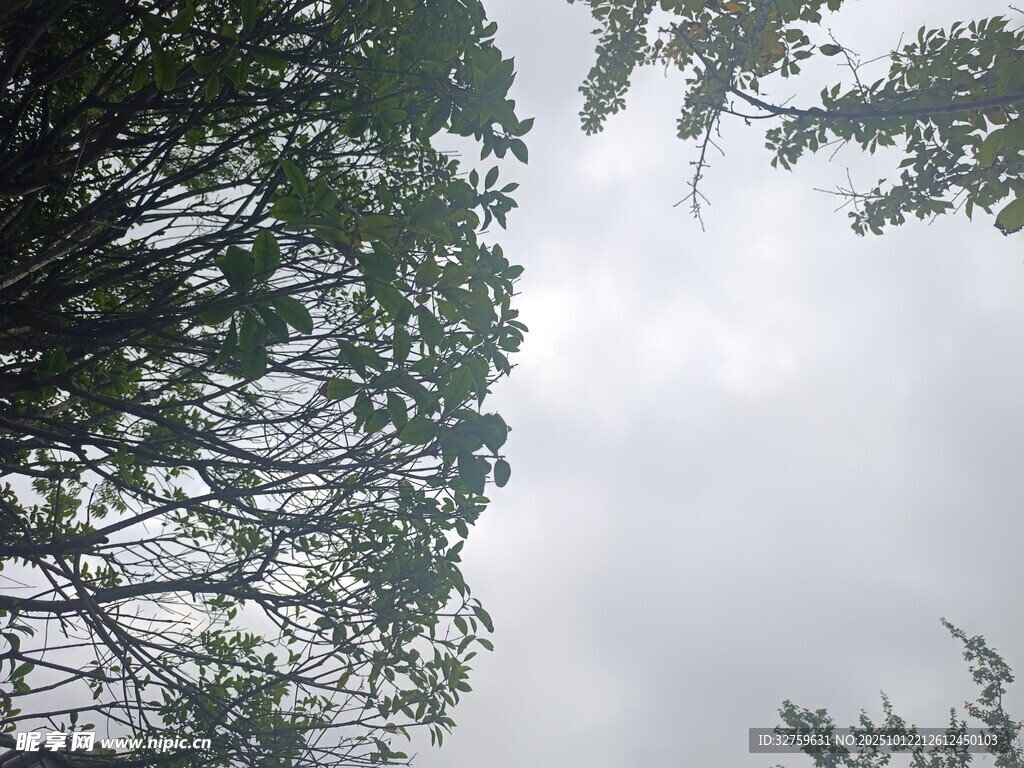 仰视茂密树林天空景象