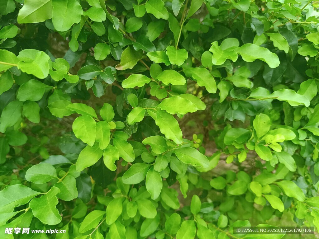 翠绿繁茂的植物叶片