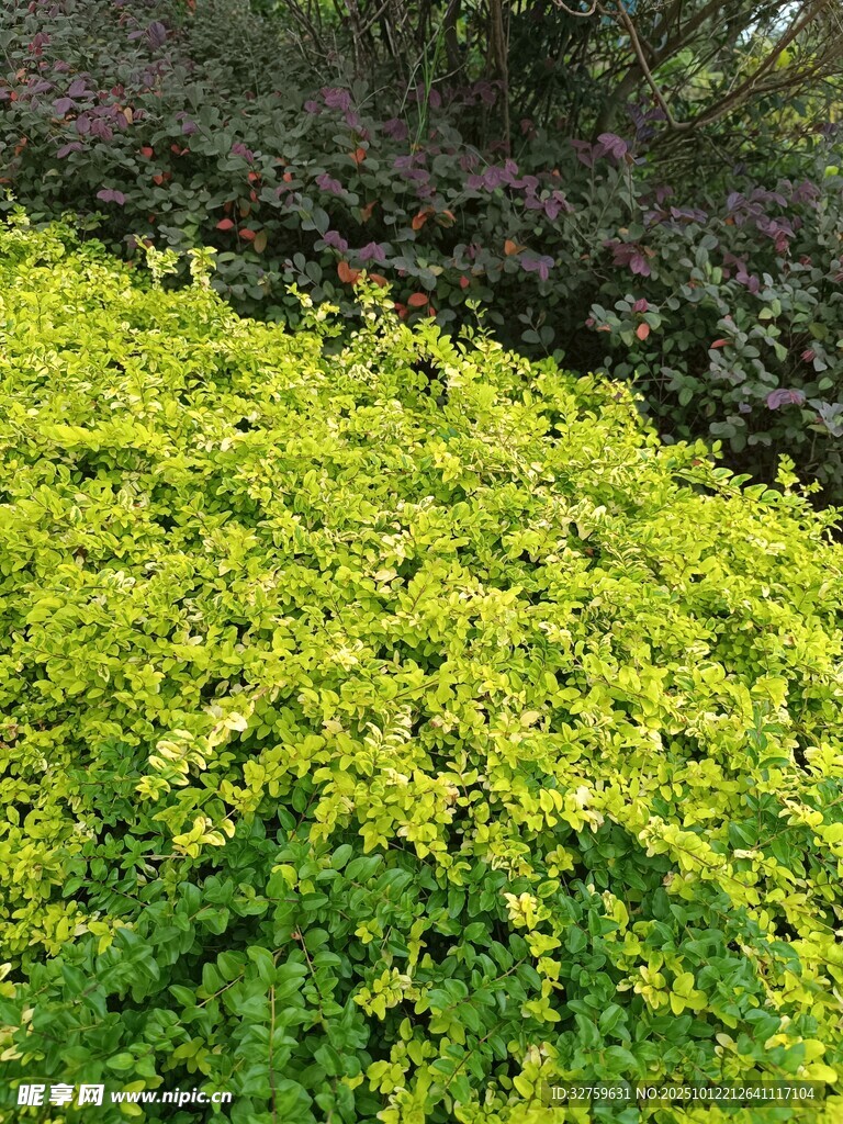翠绿丛生的鲜亮植物景观