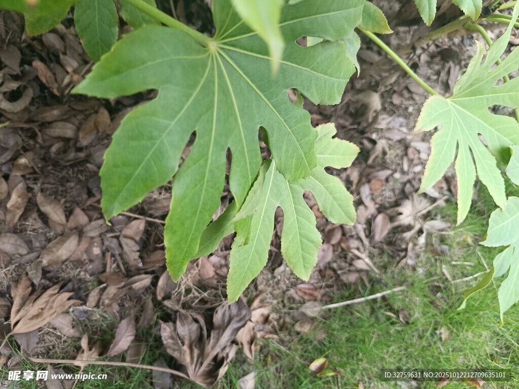 绿叶覆于地面的自然景象