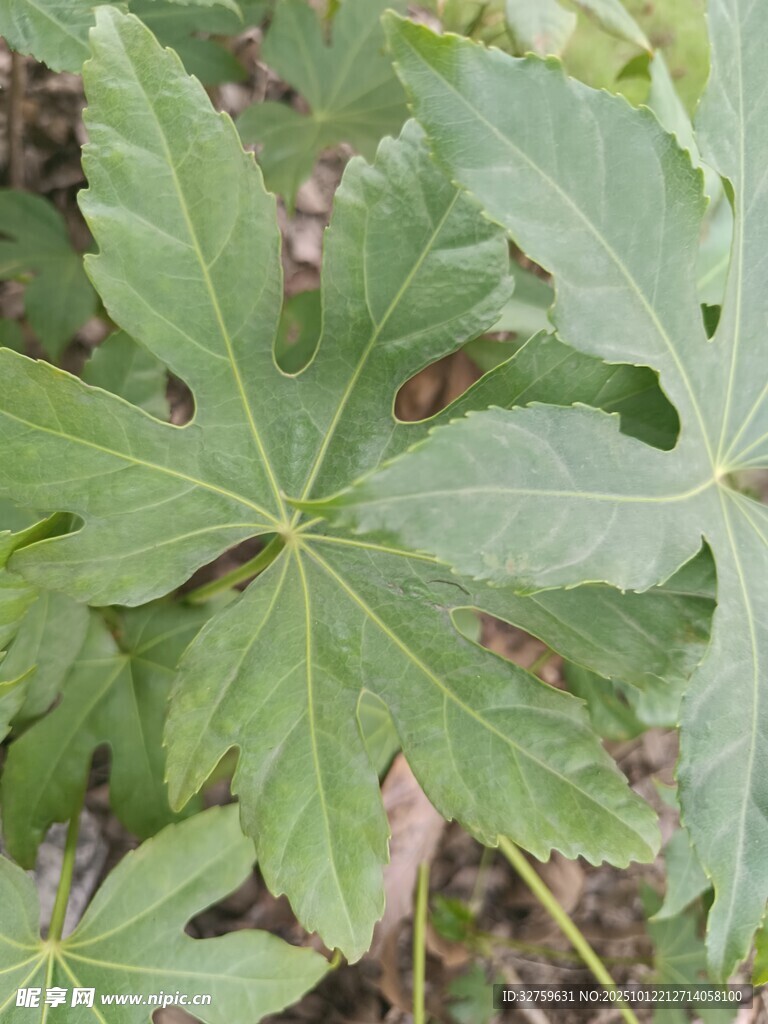 绿叶繁茂的植物