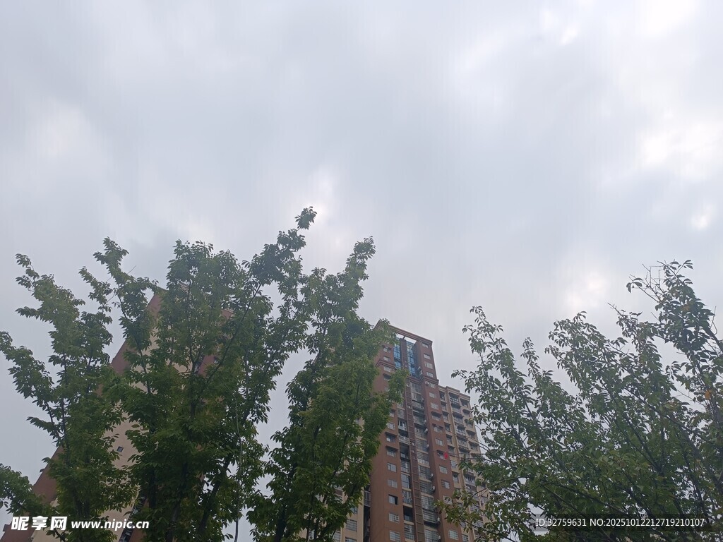 高楼旁绿树挺立