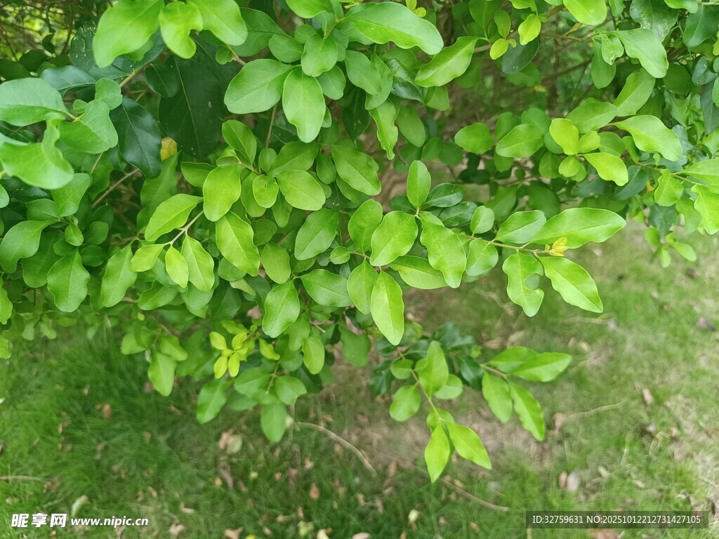 翠绿树叶繁茂的植物