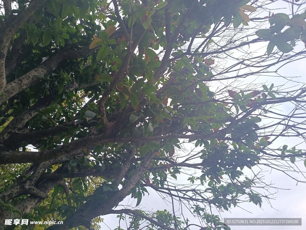 仰视茂密繁茂的绿色树木