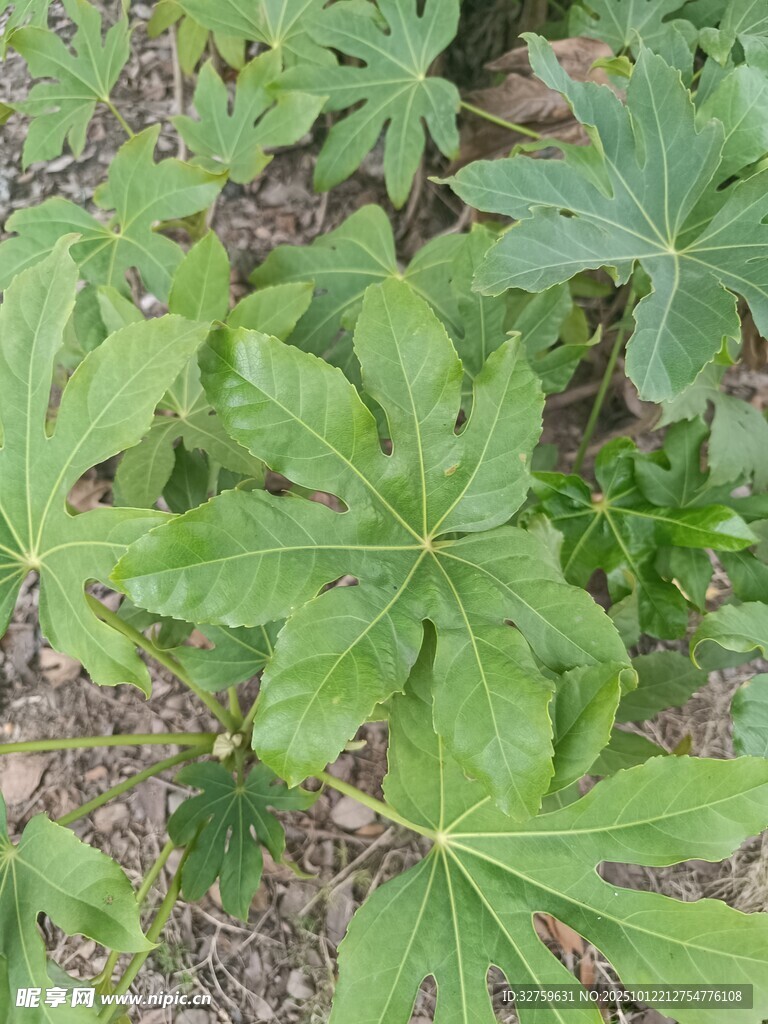 绿叶葱茏的植物景观