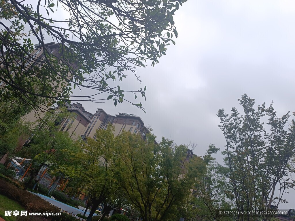 雨中树林后的建筑物