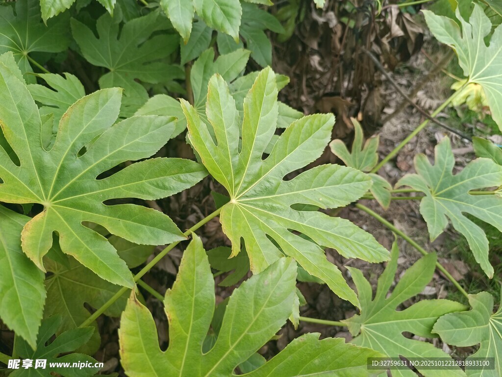翠绿八角金盘叶片特写
