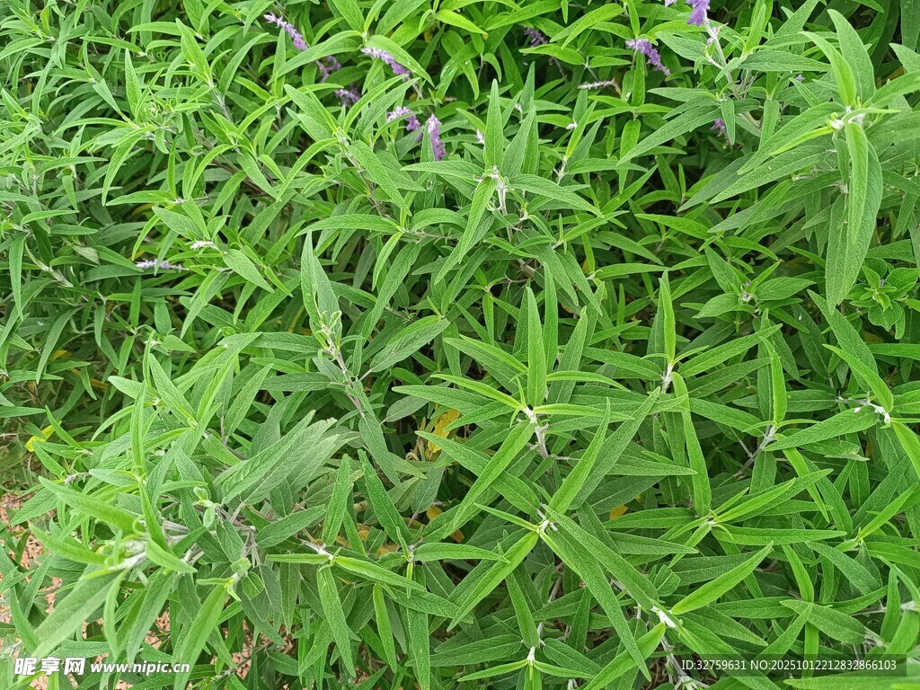 繁茂绿植中的紫色小花