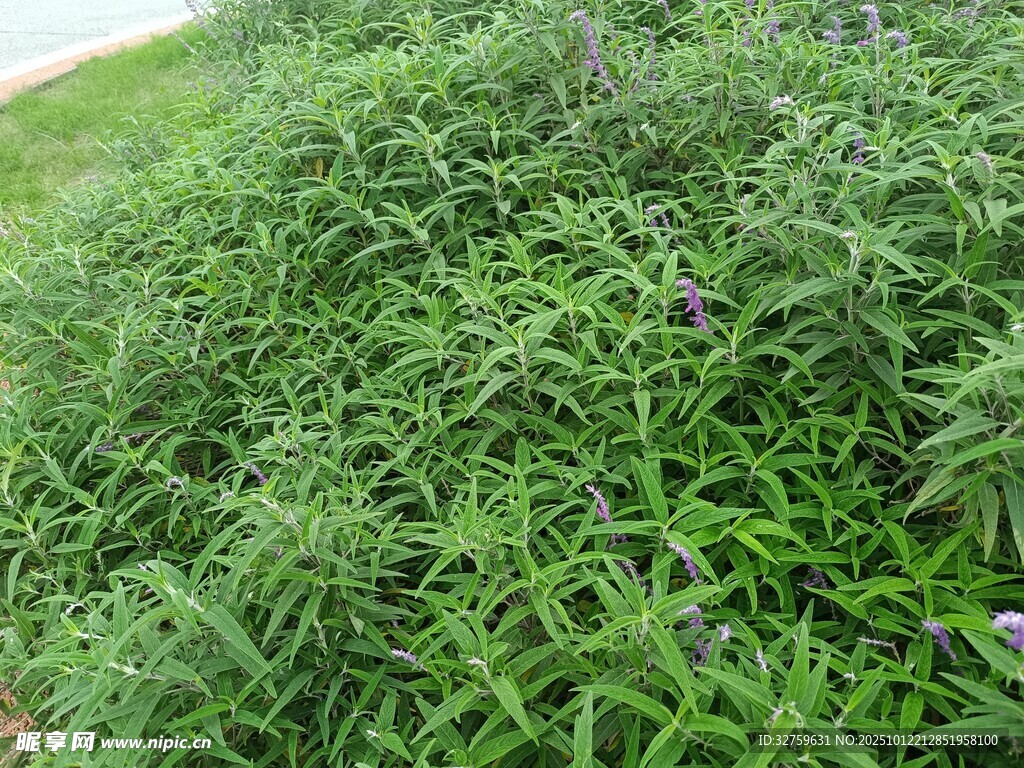 茂盛的绿色植物景观