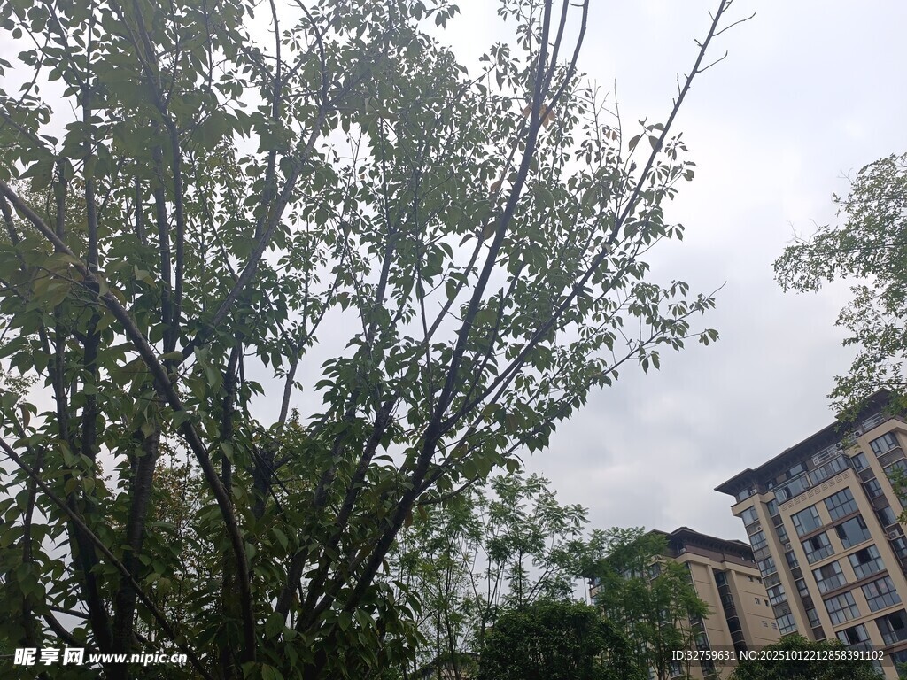 绿树掩映下的楼宇