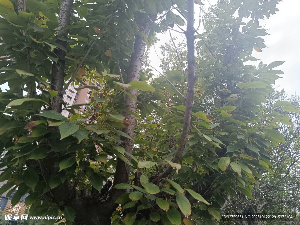 茂密树林中的绿意景象
