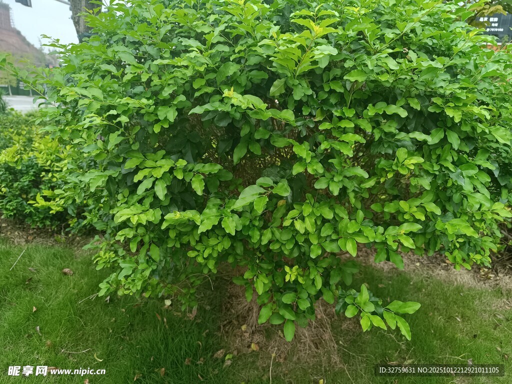 茂盛绿植