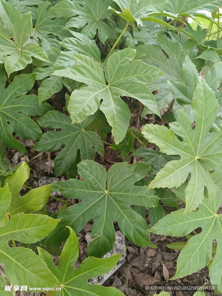绿叶繁茂的植物景观