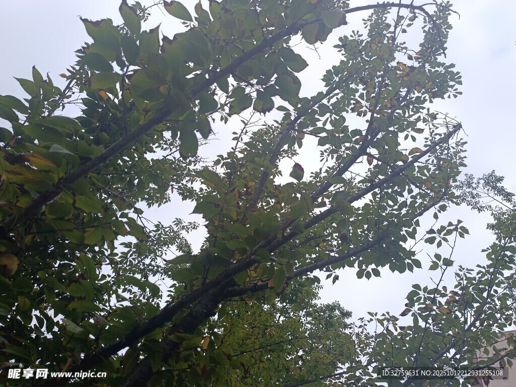 仰视茂密绿树树冠