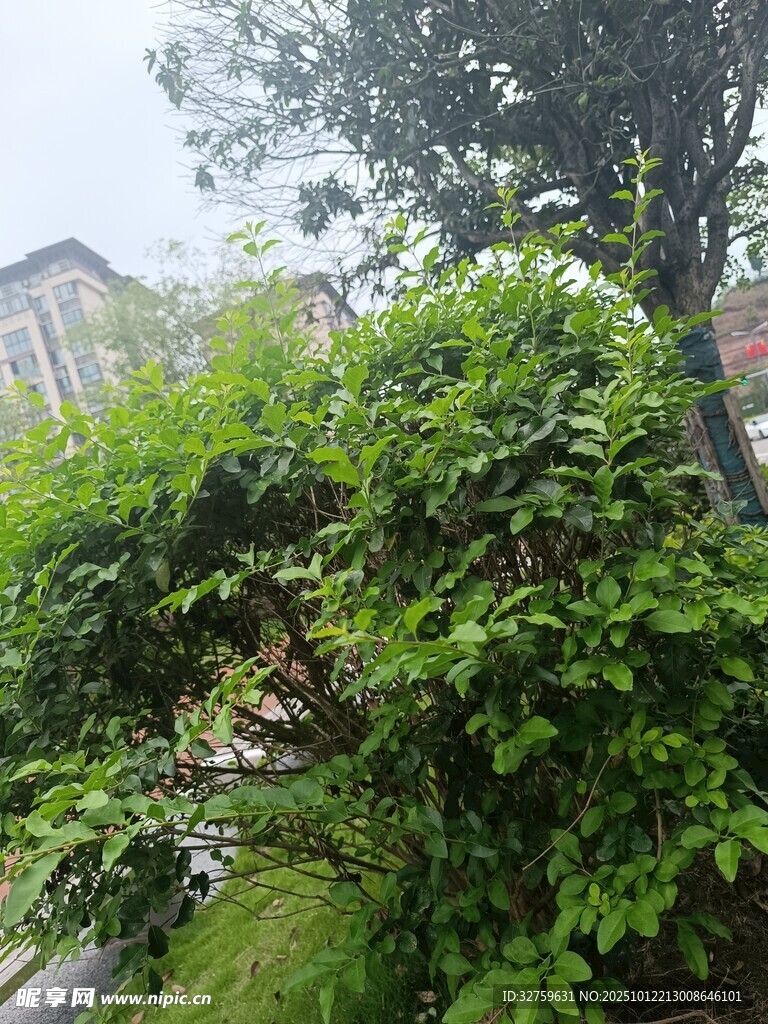 繁茂绿植 
