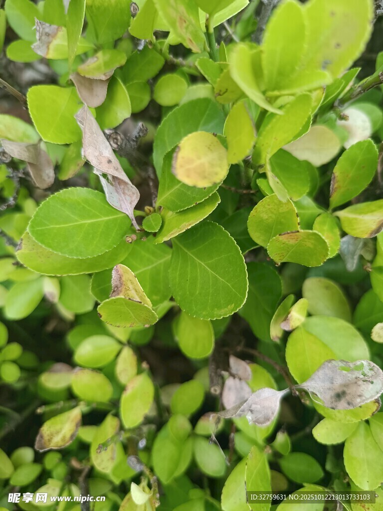 嫩绿叶片特写