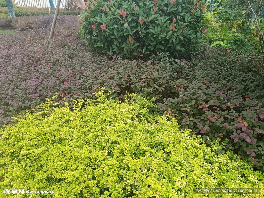 黄绿相间的多彩植物景观