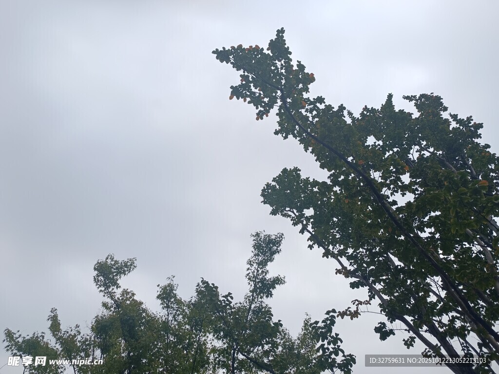 树梢之上的灰蒙天空