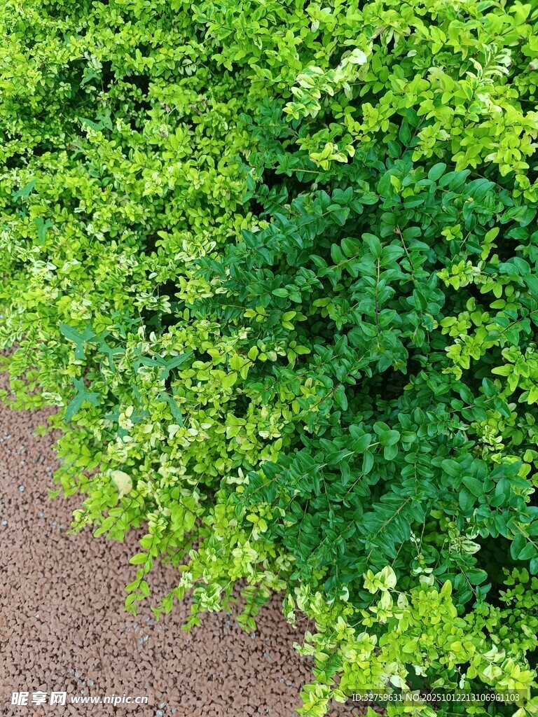 翠绿植物沿小径生长