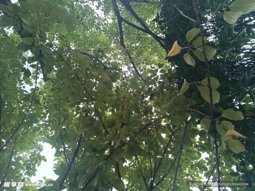 仰视繁茂绿树景观