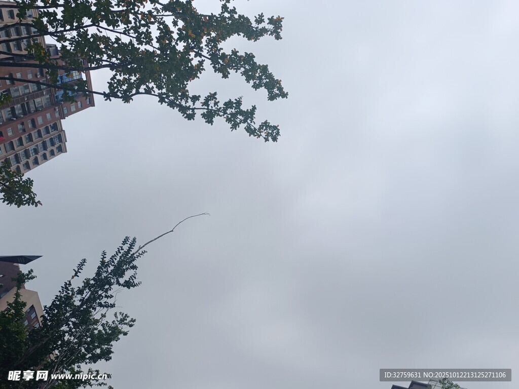 阴天景象中的树木与建筑