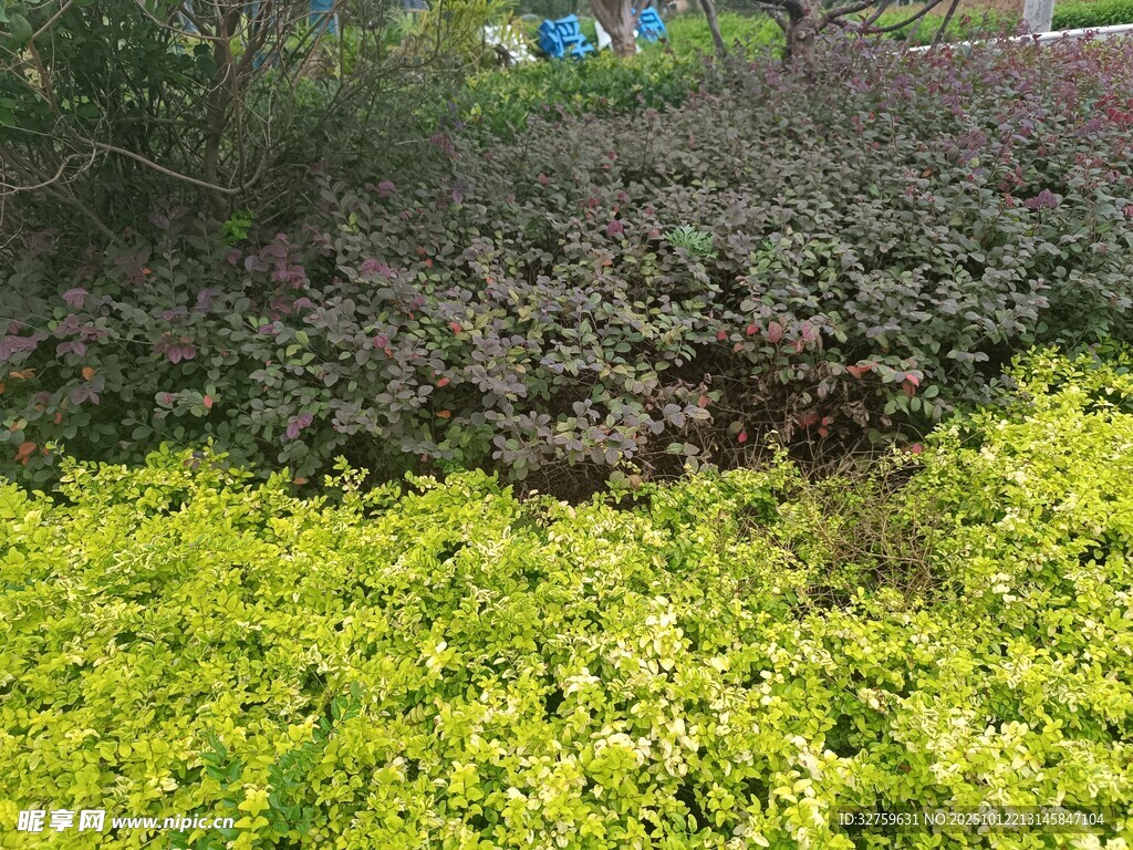 黄绿相间的多彩植物景观