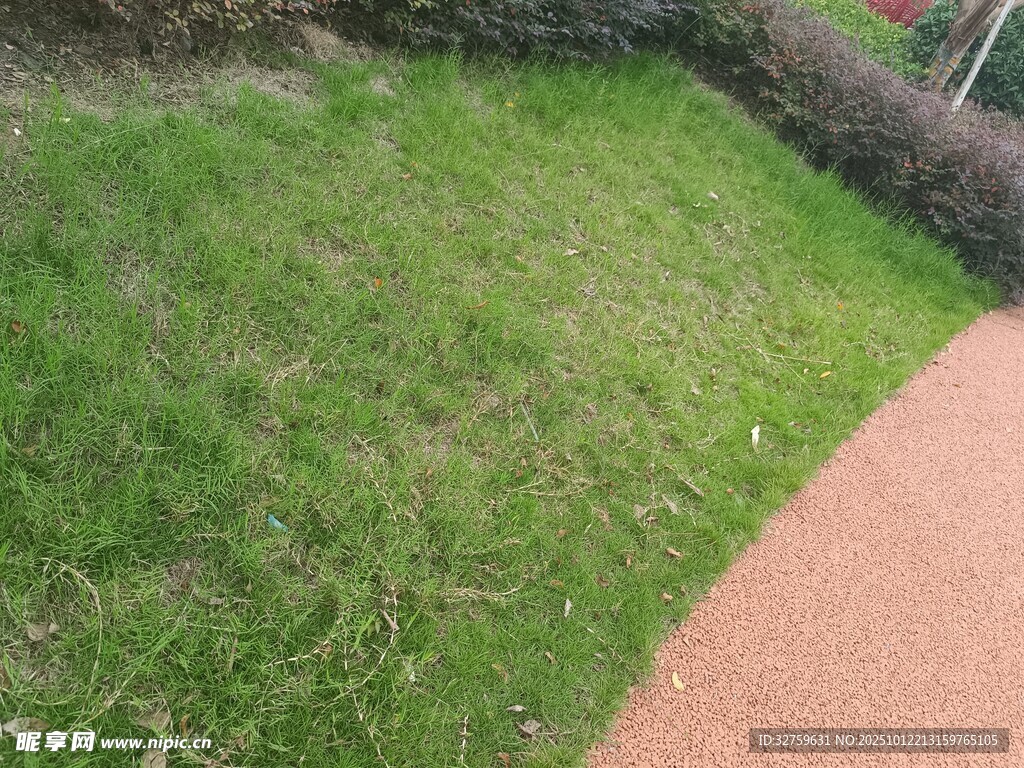 路边翠绿草坪景观