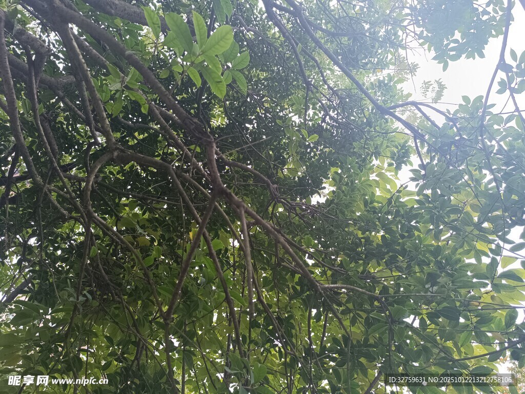 繁茂绿树间的斑驳光影