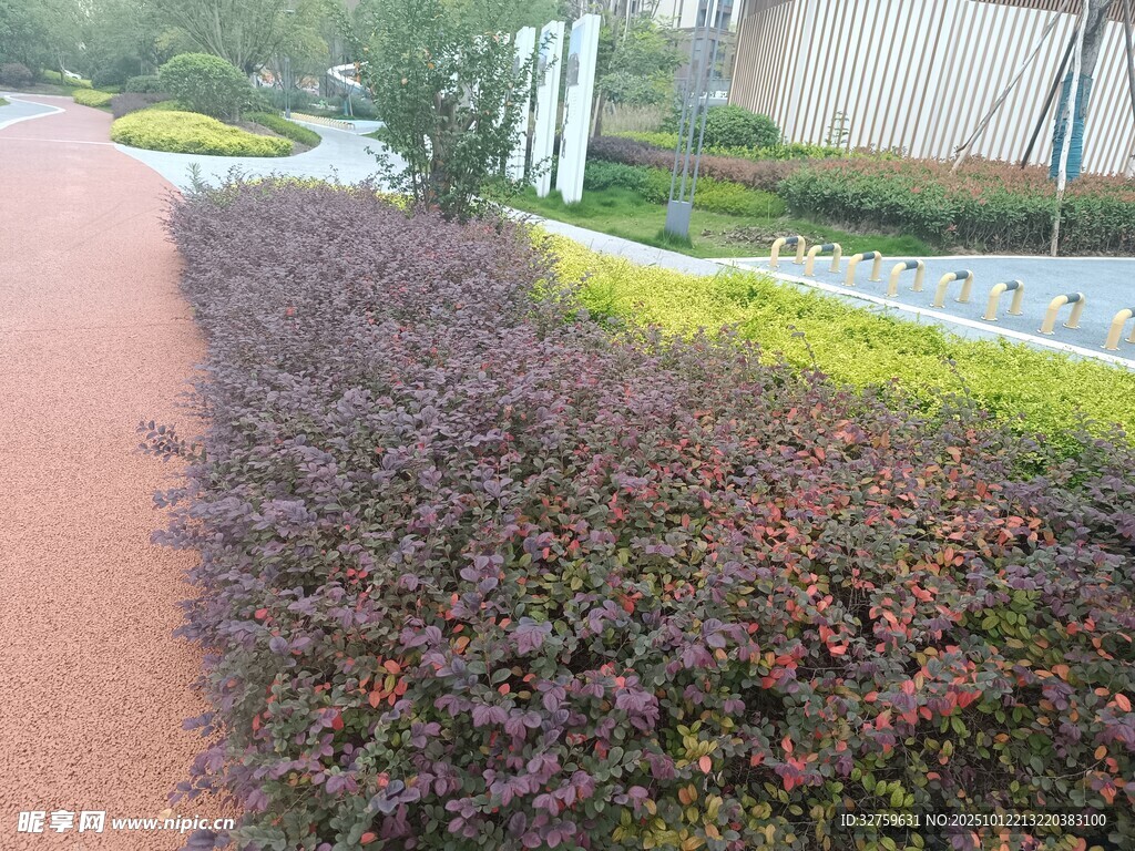 路边多彩植物景观