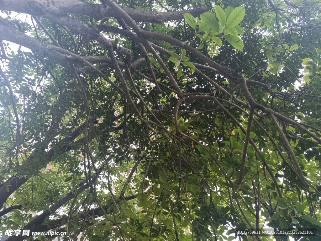 仰视繁茂枝叶
