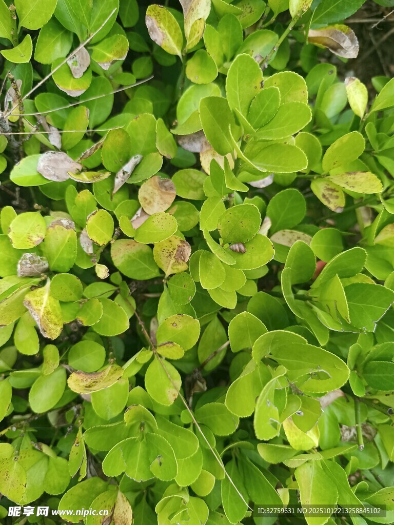 翠绿三叶草特写