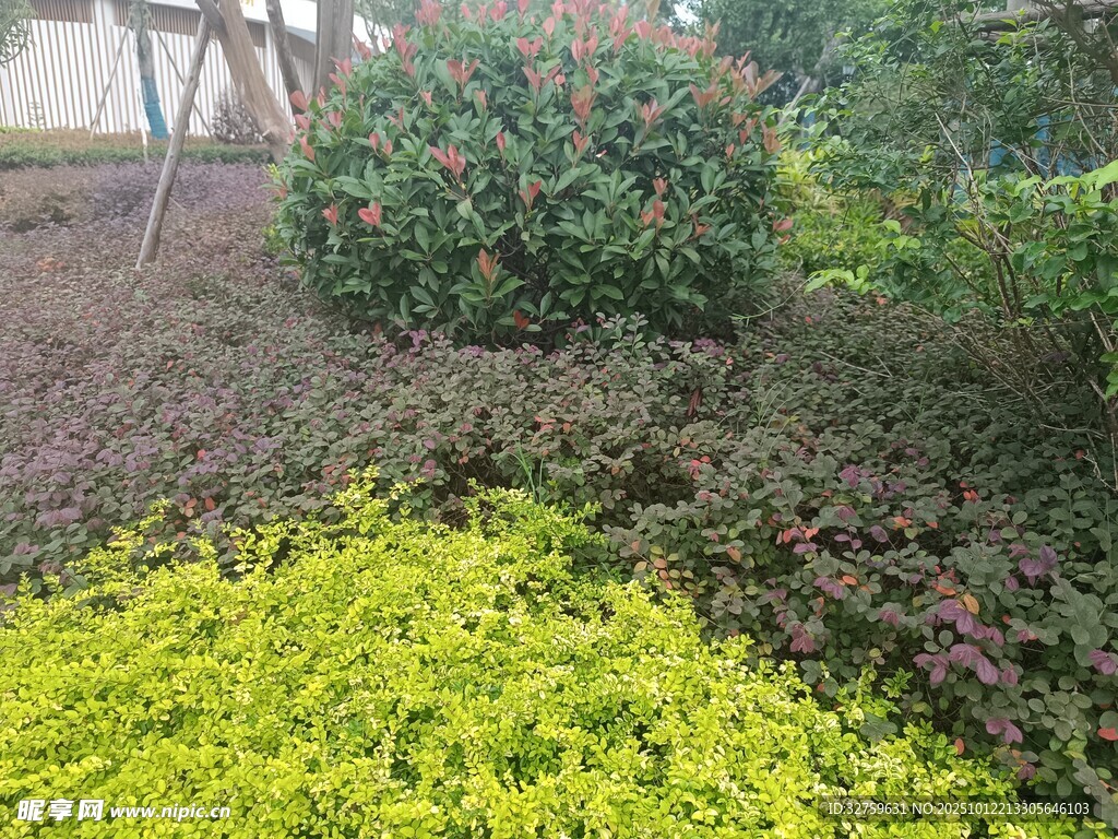 多彩绿植景观