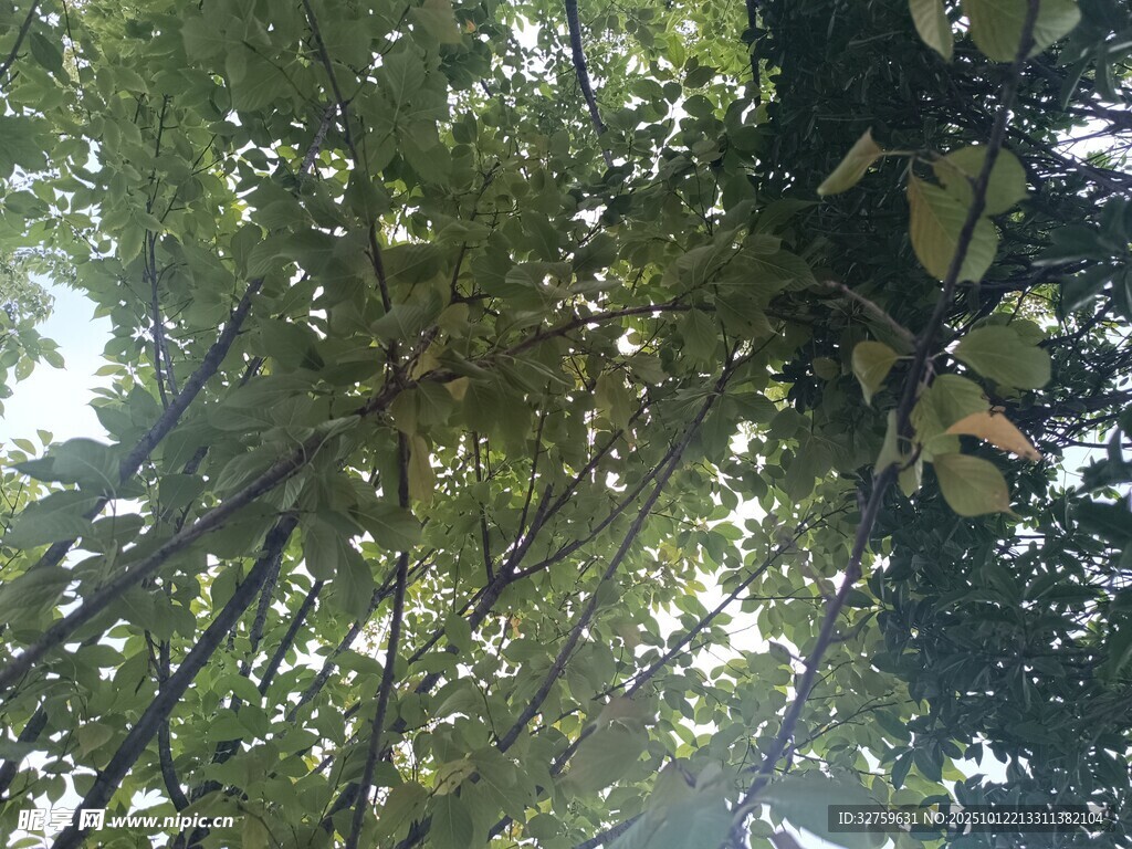 仰视葱郁竹林景象