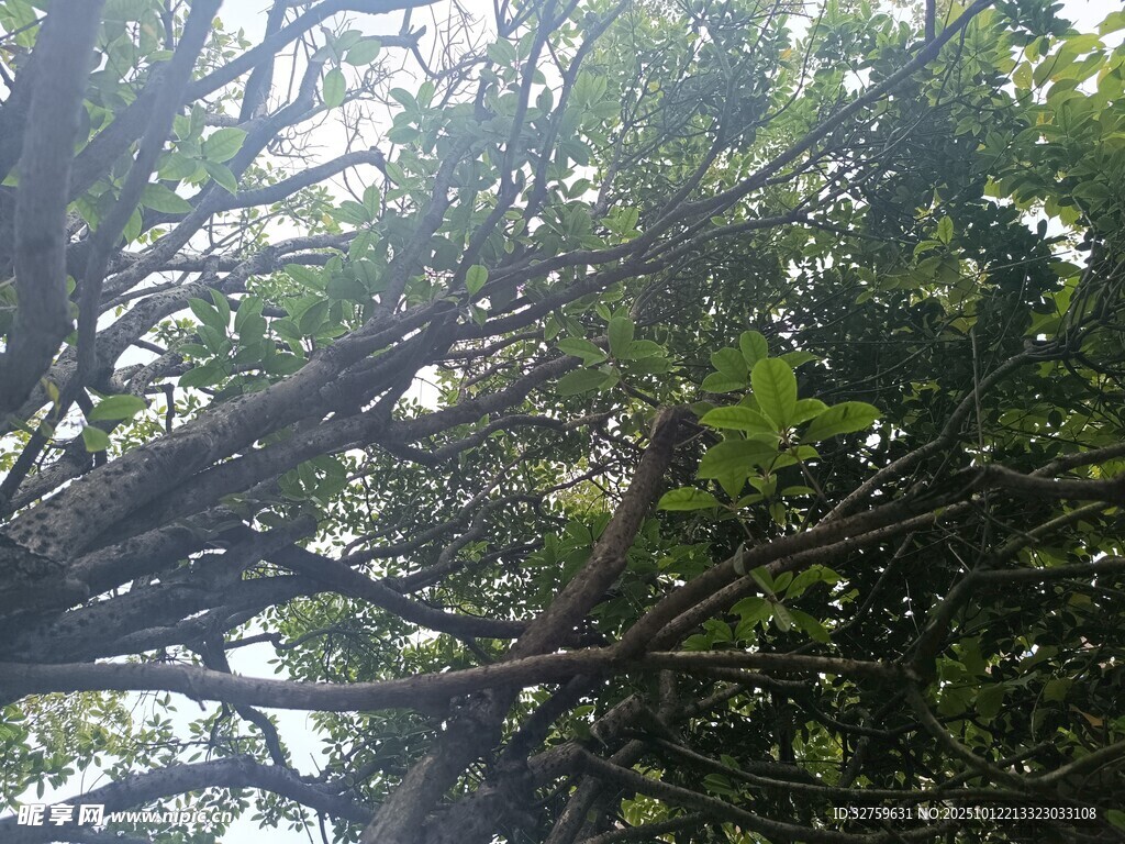 仰视繁茂树枝绿叶