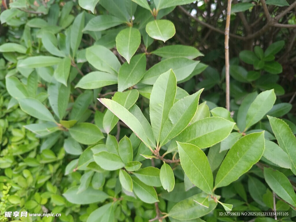 绿叶繁茂的植物景象