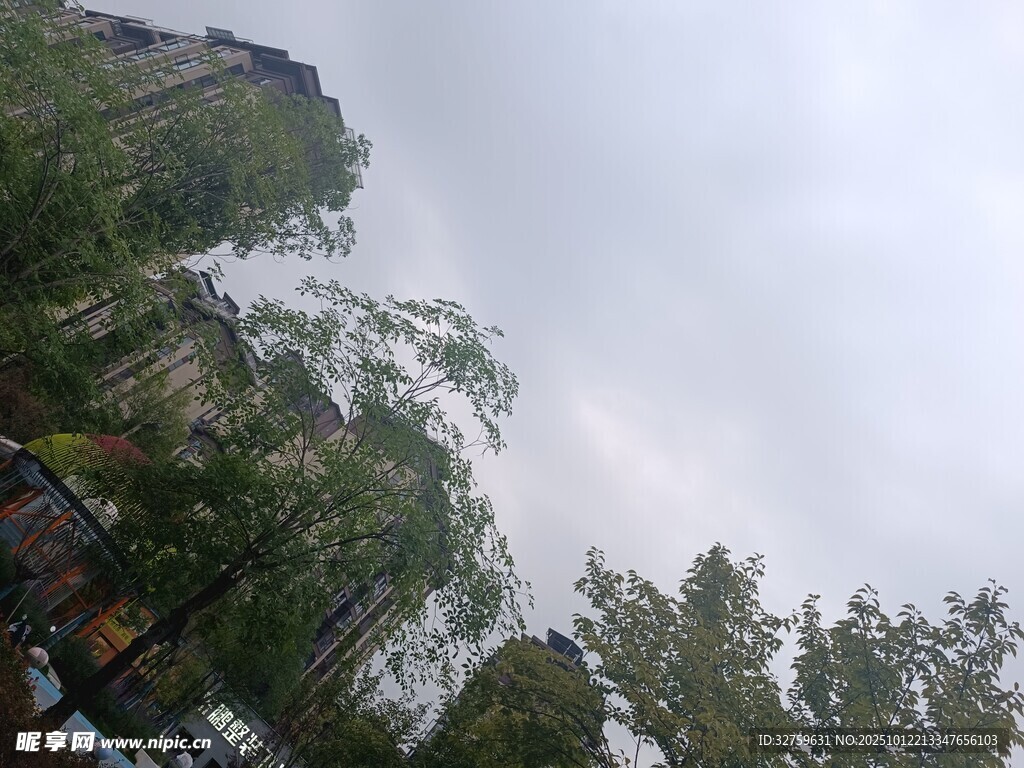 户外树林景象