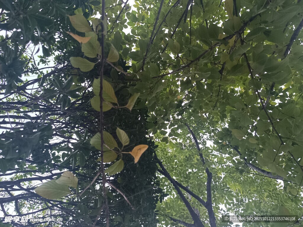 仰视茂密树林中的树木