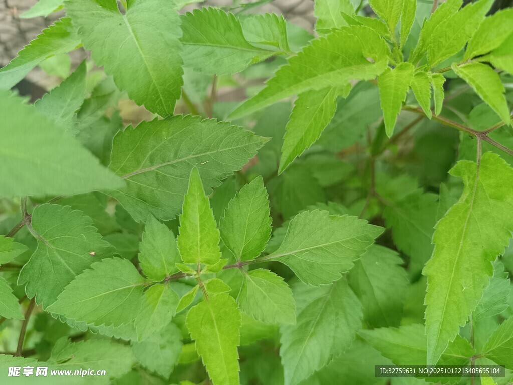 翠绿繁茂的植物叶片