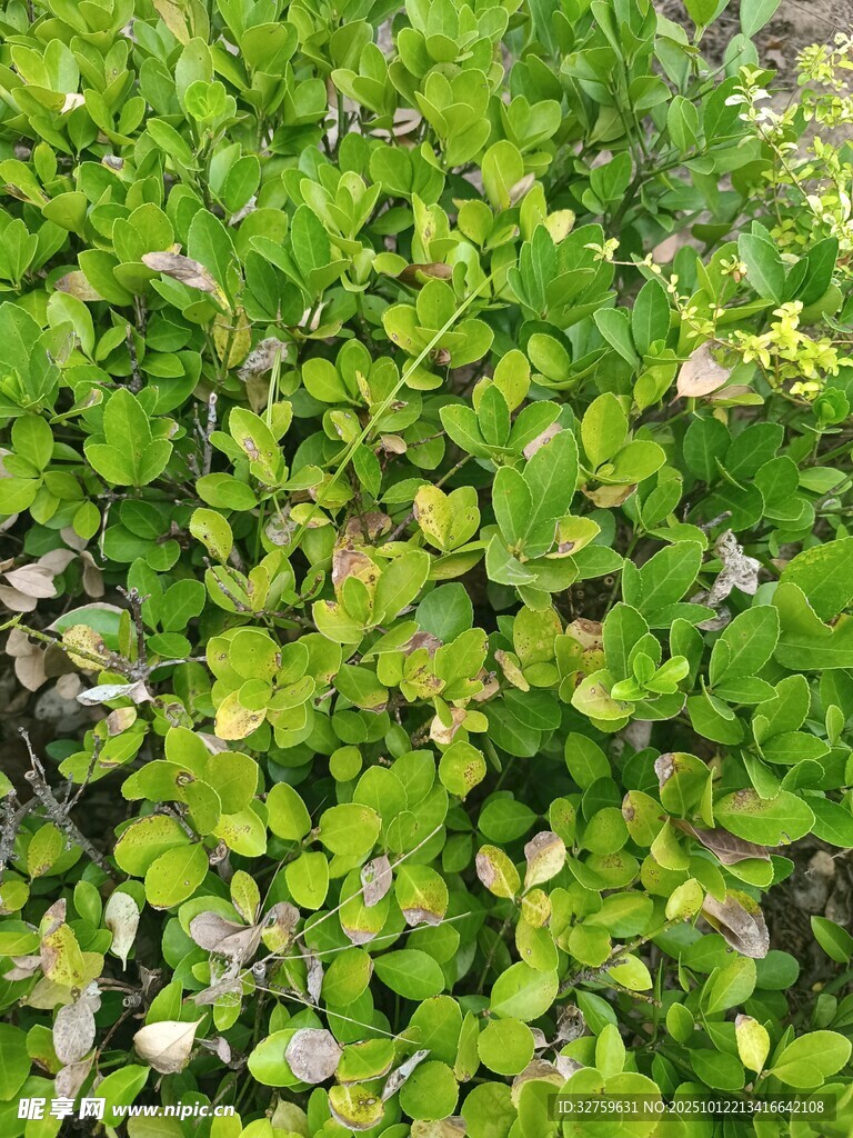 翠绿繁茂的低矮植物