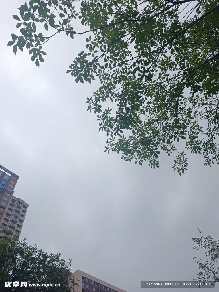 城市中枝叶繁茂的绿树